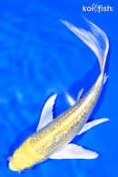 7" GINRIN YAMABUKI OGON BUTTERFLY