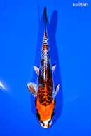 5.75" BENI KIKOKURYU