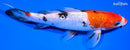 6.5" GINRIN SANKE