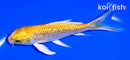 5.25" GINRIN YAMABUKI OGON BUTTERFLY