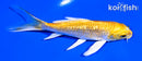 5.25" GINRIN YAMABUKI OGON BUTTERFLY