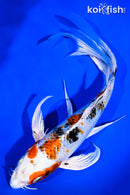8.25" YAMATO NISHIKI BUTTERFLY