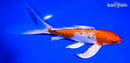 8" GINRIN HARIWAKE BUTTERFLY