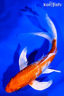 8" GINRIN HARIWAKE BUTTERFLY
