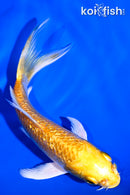 5.25" GINRIN YAMABUKI OGON BUTTERFLY