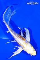 9" DOITSU HARIWAKE BUTTERFLY