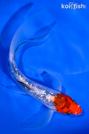 5.5" GINRIN SANKE BUTTERFLY