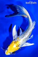 8" KUJAKU BUTTERFLY