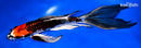 9.25" BENI GINGA BUTTERFLY