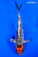 5.75" BENI KIKOKURYU