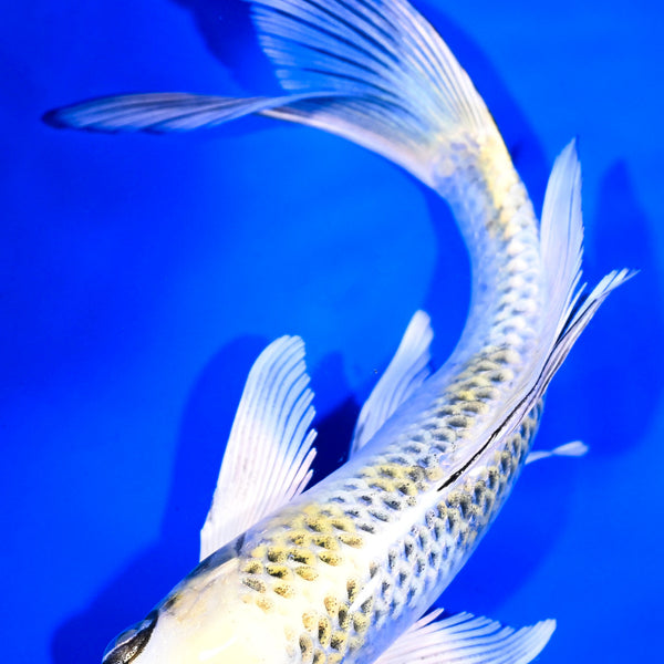 Butterfly Koi for Sale | Buy Butterfly Koi Online | Koi Fish USA