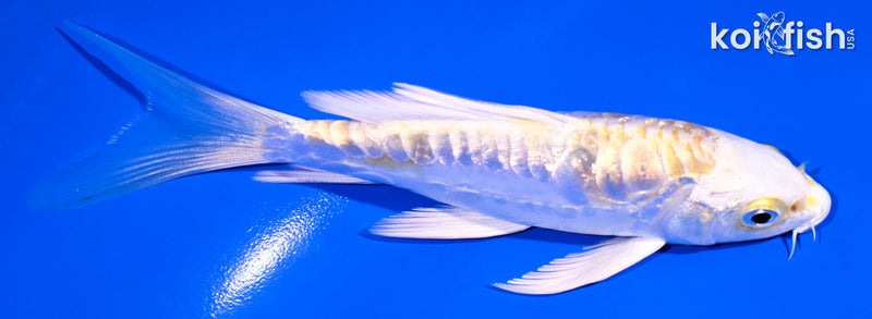 5.25" GINRIN ARAGOKE LEMON HARIWAKE BUTTERFLY