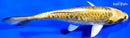 6.75" KIN KIKOKURYU