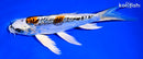 7.75" BENI KIKOKURYU BUTTERFLY