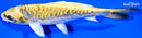 6.75" KIN KIKOKURYU