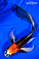 9.25" BENI GINGA BUTTERFLY
