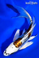 7.75" BENI KIKOKURYU BUTTERFLY