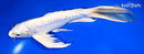 10" DOITSU PLATINUM OGON BUTTERFLY