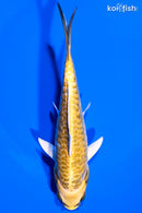 6.75" KIN KIKOKURYU