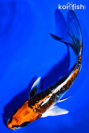 5.75" BENI KIKOKURYU BUTTERFLY
