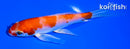 5" KOHAKU BUTTERFLY