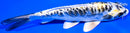 6.25" KIN KIKOKURYU