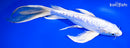 10" DOITSU PLATINUM OGON BUTTERFLY