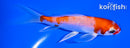 5" KOHAKU BUTTERFLY