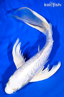10" DOITSU PLATINUM OGON BUTTERFLY