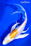 9" KIKUSUI BUTTERFLY