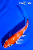5" KOHAKU BUTTERFLY