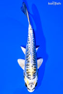 6.25" KIN KIKOKURYU
