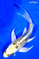 7" KIN KIKOKURYU BUTTERFLY