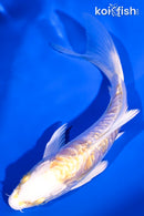 5.25" GINRIN ARAGOKE LEMON HARIWAKE BUTTERFLY