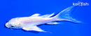 5.5" DOITSU PLATINUM OGON BUTTERFLY