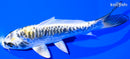 6.25" KIN KIKOKURYU