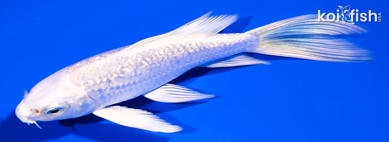 5" GINRIN PLATINUM OGON BUTTERFLY