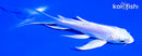 5.5" DOITSU PLATINUM OGON BUTTERFLY