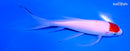 6.75" TANCHO KOHAKU BUTTERFLY