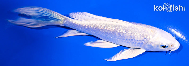 5" GINRIN PLATINUM OGON BUTTERFLY