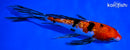 8.25" GINRIN SANKE BUTTERFLY