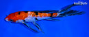 8.25" GINRIN SANKE BUTTERFLY