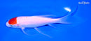 6.75" TANCHO KOHAKU BUTTERFLY