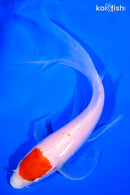 6.75" TANCHO KOHAKU BUTTERFLY