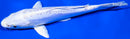 6.25" DOITSU PLATINUM OGON