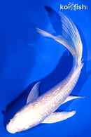 5" GINRIN PLATINUM OGON BUTTERFLY