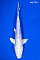 6.25" DOITSU PLATINUM OGON