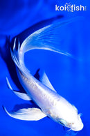 5.5" DOITSU PLATINUM OGON BUTTERFLY