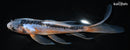 7.25" SHUSUI BUTTERFLY