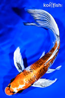 9.5" KUJAKU BUTTERFLY
